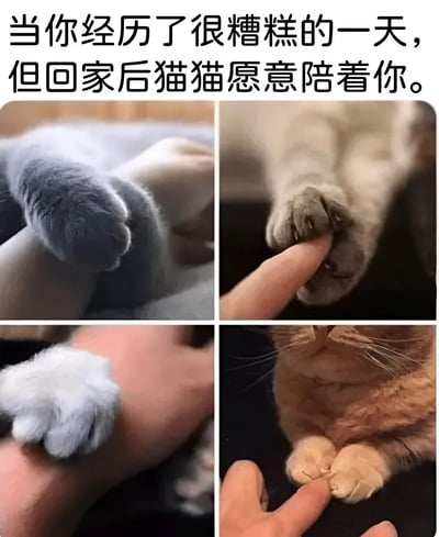 这是一张由四张照片组成的拼贴图片，上方配有文字'当你经历了很糟糕的一天，但回家后猫猫愿意陪着你。'。图片展示了猫咪通过不同方式与主人互动的温馨场景：左上角是猫爪放在人的手臂上，右上角是猫咪用爪子轻轻握住人的手指，左下角是猫爪搭在人的手背上，右下角是猫咪露出肚皮，前爪并拢让人抚摸。整体画面传递出猫咪陪伴带来的温暖和治愈感，展现了宠物在人们情绪低落时的安慰作用。