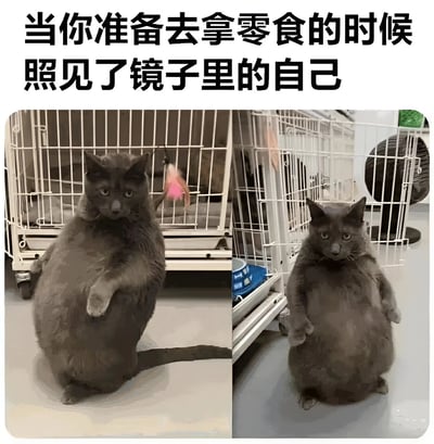 图片为左右对比的图文混排梗图，上方文字为'当你准备去拿零食的时候照见了镜子里的自己'。左侧画面中，一只灰猫站立起来，前爪抬起，眼神坚定，仿佛正准备去拿零食；右侧画面中，同一只灰猫同样站立，但低头看向自己圆滚滚的腹部，表情显得犹豫又无奈。通过猫咪前后神态和动作的对比，幽默地展现了人们想吃零食时看到自己身材后的内心挣扎与自我调侃。
