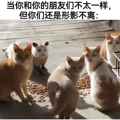 图片上方配有文字'当你和你的朋友们不太一样，但你们还是形影不离：'，下方为实拍场景：木质地板上聚集着几只橘猫，其中混有一只小熊猫（或类似外形的动物），它与猫群虽然物种不同，但和谐共处，生动展现了即使存在差异也能亲密相伴的友情主题。画面整体温馨可爱，通过动物形象隐喻人际关系中的包容与陪伴。