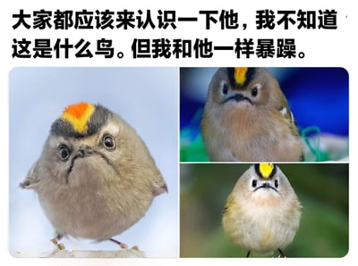 这张图片是一个由三张戴菊鸟照片拼接而成的表情包。图片上方配有文字："大家都应该来认识一下他，我不知道这是什么鸟。但我和他一样暴躁。" 三张照片从不同角度展示了这只小鸟，它有着独特的橙色和黄色冠羽，表情看起来非常愤怒和暴躁，与文字内容相呼应，形成了幽默的效果。