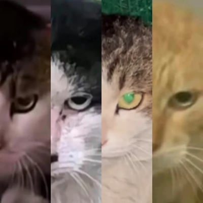 这张图由四张不同猫咪的半张脸部特写拼接而成，每只猫仅露出半张脸与一只眼睛，眼神均带着冷漠、放空的神态，仿佛满是嫌弃与无奈，非常适合用来表达不想搭理人、无奈嫌弃的情绪。图中无谐音梗或双关含义。