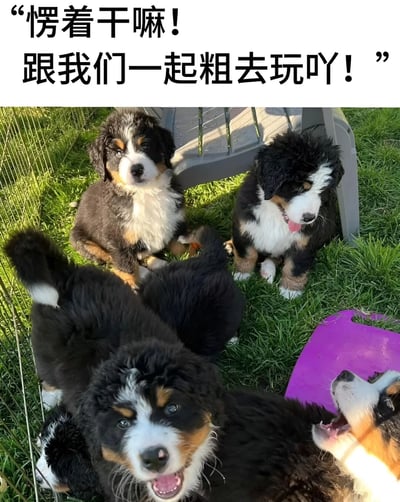 图片上方有一行黑色文字："愣着干嘛！跟我们一起粗去玩吖！"。下方是五只伯恩山犬幼犬在草地上的照片，它们毛色主要为黑色，带有白色和棕色斑块，表情兴奋，有的张着嘴，看起来很活泼。背景中有一个金属笼子和一把灰色的椅子，整体场景是在户外阳光下。