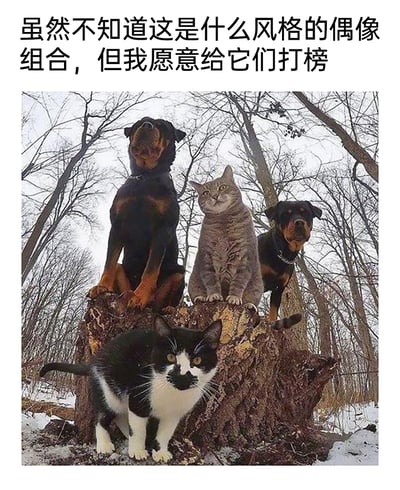 这是一张趣味图文混排梗图，顶部配有中文文案“虽然不知道这是什么风格的偶像组合，但我愿意给它们打榜”。图片主体呈现的是冬季无叶树林场景，一个粗壮的大树桩上及前方，聚集了四只宠物：一只罗威纳犬蹲坐在树桩左上侧，抬头望向上方，表情严肃；一只灰色猫咪坐在树桩中间，淡定地直视镜头；另一只罗威纳犬在树桩右侧，沉稳地看向镜头；还有一只黑白花色猫咪站在树桩前方的地面上，表情呆萌地看着镜头。四只宠物的站位如同偶像组合的宣传海报，文案借用当下流行的偶像打榜文化，将宠物组合拟人化调侃，充满了可爱的趣味性，精准契合网友喜爱萌宠与玩梗的喜好。