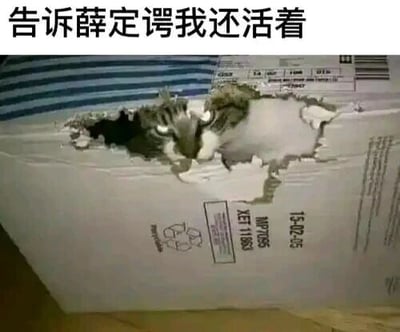 图片中一只灰白相间的猫正从一个白色纸箱的破洞中探出头来，眼神警惕地望向镜头。纸箱表面有一些模糊的印刷文字和条形码。图片顶部配有文字“告诉薛定谔我还活着”，这是对物理学中“薛定谔的猫”思想实验的幽默改编——原实验中猫处于生死叠加态，而这里的猫以拟人化的方式“宣告”自己活着，形成趣味反差。