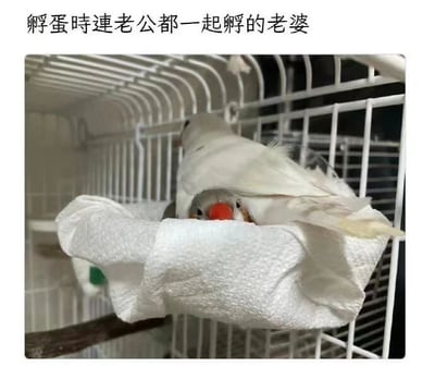 图片中展示了一个鸟笼内的温馨场景：一只白色母鸟正趴在铺有白色纸巾的鸟巢中孵蛋，有趣的是，它不仅孵着蛋，还将旁边的公鸟一同护在了身下，公鸟的头部露出，显得有些无奈又可爱。图片上方配有文字“孵蛋时连老公都一起孵的老婆”，幽默地调侃母鸟孵蛋时过于投入，把配偶也当成“蛋”一起照顾的可爱行为。
