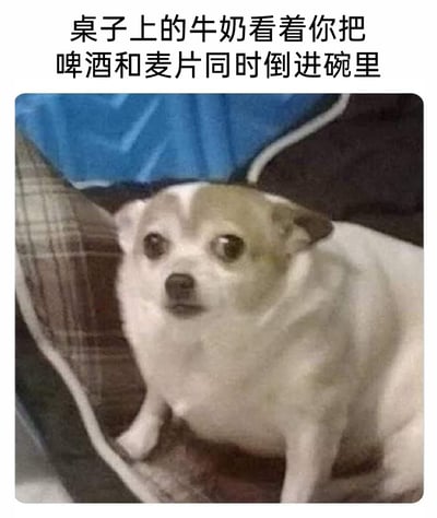 这是一张搞笑的网络表情包，图片上方配有文案“桌子上的牛奶看着你把啤酒和麦片同时倒进碗里”，图中主体是一只吉娃娃，它趴在格子垫子上，眼睛瞪大，眼神里满是震惊与不敢置信。这张图用拟人化的手法，让吉娃娃代指旁边的牛奶，对将啤酒和麦片混搭的离谱饮食搭配表现出极度错愕的反应，通过宠物的夸张表情放大了这种荒诞感，制造出搞笑的效果，常被用来调侃那些不符合常规的奇怪行为或搭配。
