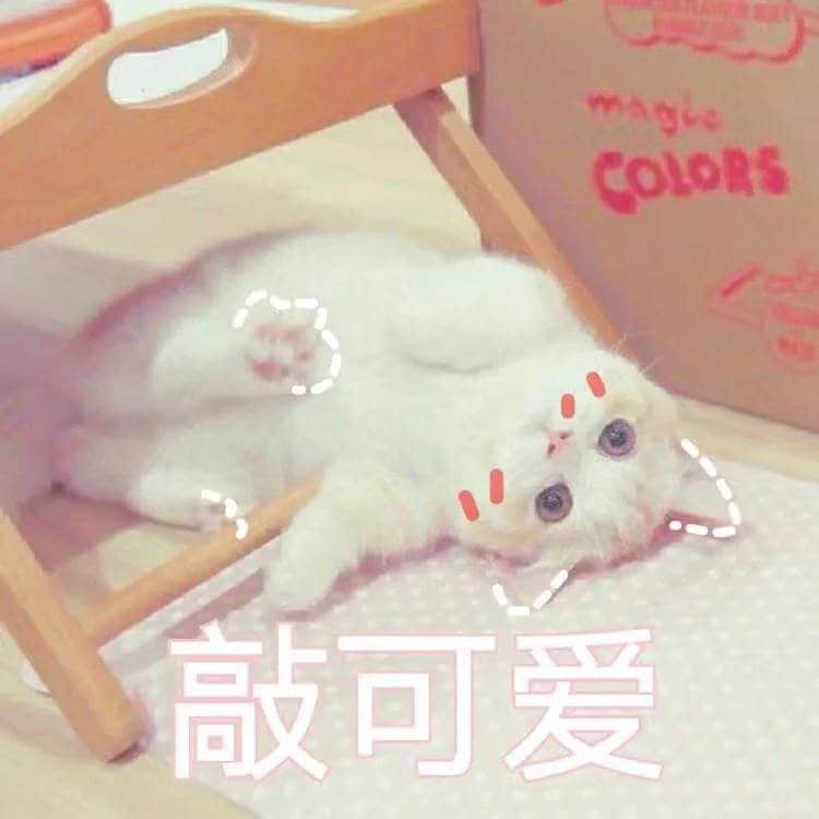 超萌白猫躺椅上 被标注'敲可爱'的治愈系萌宠图