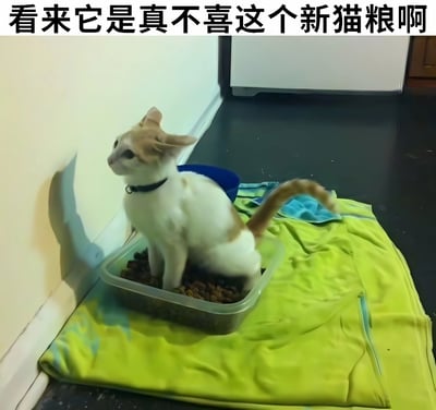 一只橘白相间的猫咪站在装满新猫粮的透明塑料盆中，盆放在一块黄色的布上，背景是白色墙壁和深色地板。猫咪戴着黑色项圈，侧身扭头看向左侧，姿态像是在表达对新猫粮的不满。图片顶部配有文字'看来它是真不喜这个新猫粮啊'，幽默地表现了猫咪抗拒新食物的可爱场景。