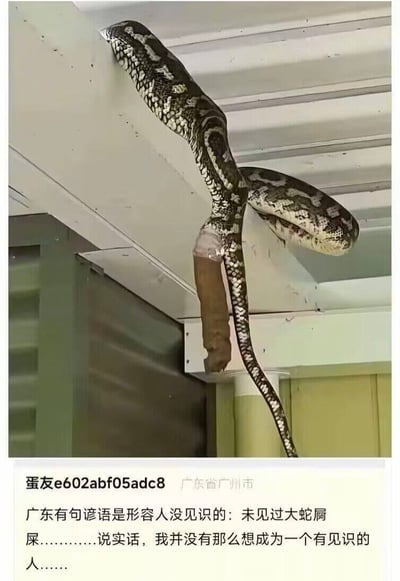 图片中一条花纹大蛇（疑似蟒蛇）盘踞在天花板角落，尾部垂下一团棕色物体（疑似粪便）。下方配有来自广东省广州市用户“蛋友e602abf05adc8”的文字评论，内容提及广东谚语“未见过大蛇屙屎”（形容人见识短浅），并幽默调侃“并没有那么想成为有见识的人”。图片通过实拍场景与谚语结合，形成反差萌的搞笑效果。