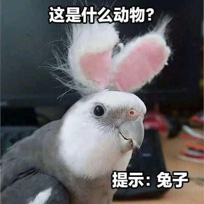 图片为一只灰白相间的玄凤鹦鹉特写，它的头顶被戴上了一对粉色内耳、白色外沿的兔子耳朵头饰。鹦鹉眼神呆萌，嘴巴微张，背景模糊可见电脑键盘等物品。图片上方配有文字“这是什么动物？”，下方配有“提示：兔子”，通过给鸟佩戴兔子耳朵并结合文字提示制造幽默反差效果，让人会心一笑。