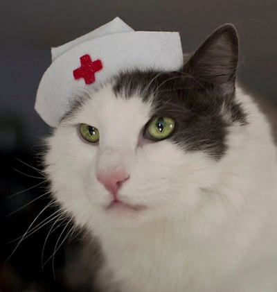 一只黑白相间的猫咪，戴着一顶带有红色十字标志的白色护士帽，绿色的眼睛注视着前方，表情平静而专注。猫咪的毛发柔软蓬松，背景为深色，突出主体。
