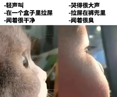 这是一张左右对比结构的梗图，通过幽默方式对比猫咪和人类婴儿的如厕行为差异。左侧为猫咪侧脸特写，上方文字描述其行为特点："轻声叫"、"在一个盒子里拉屎"、"闻着很干净"。右侧为婴儿侧脸特写，对应文字描述："哭得很大声"、"拉屎在裤兜里"、"闻着很臭"。图片通过这种鲜明对比制造喜剧效果，突出猫咪如厕习惯的优势。