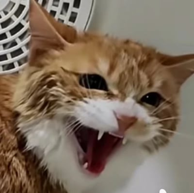 这是一张真实拍摄的宠物照片，主体是一只橘白相间的猫咪，它大张着嘴巴，露出尖锐的小犬齿，眼睛半眯，面部肌肉挤压在一起，呈现出一种既像是打哈欠又像是愤怒嘶吼的夸张滑稽表情，极具喜感。背景中能看到一个白色的风扇，整体画面生动捕捉了猫咪的一个有趣瞬间，非常适合用来表达激动、抓狂、吐槽等强烈情绪，没有双关、谐音梗等特殊含义。