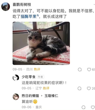 这是一张社交媒体评论区的截图，用户“喜鹊衔树枝”发布了一张脸颊泛红的猫咪照片，以玩梗的语气称自己吃了“猫酶苹果”变成这只猫咪的样子；评论区作者“少吃零食”配合玩梗，回复称这是“响尾蛇纹果”的症状；来自重庆的用户“煦日的懒猫”则发布了“算渝听”的谐音梗评论，“渝”谐音“难”，结合地域特点制造笑点。整个评论区围绕猫咪的特殊外观展开虚构的“水果变异”趣味互动，充满轻松搞笑的氛围。