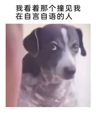 这是一张图文结合的网络梗图，顶部配有文字“我看着那个撞见我在自言自语的人”，下方是一只黑白花色的狗狗，它躲在墙边，眼神闪躲、表情尴尬心虚，生动还原了人们在独自自言自语时被他人撞见的社死、局促心情。用动物的真实表情来共情人类的尴尬瞬间，精准戳中日常社死的情绪点，极易引发网友共鸣，常被用来调侃这类尴尬场景。
