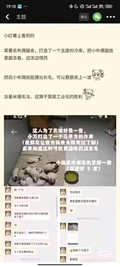图片为社交媒体截图内容，主要展示关于某布偶猫舍争议性养殖方法的讨论。上方文字提到“某著名布偶猫舍打造五度冷库，将小布偶猫放入冷冻并喂药，声称可使其爆出长毛以高价售卖”，并质疑此“冻基米爆毛法”是否为工业化胜利；下方包含一张实拍图，显示多只小猫在标有“温度仅5度”的冷库内缩成一团，旁边配有“小猫在冷库冻的缩成一团”的说明文字，图下还有多条聊天记录截图，详细讨论该方法的操作细节（如打造几平方冷库、边吃药边发毛等）及温度控制的重要性。