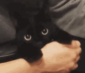 这是一段动态GIF，画面里一只通体黑色的猫咪睁着圆溜溜的大眼睛，露出惊讶又紧张的神情，用爪子紧紧攥住人的手腕，呈现出既依赖又不安的状态，画面软萌有趣，充满治愈感，记录了人与宠物互动的温馨日常片段。