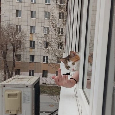 一只三花猫从窗户缝隙中探出头，眼神好奇地望向镜头方向。窗外，一只戴着黑色发圈的手正对着猫咪做出中指手势，背景是一栋多层居民楼，楼下有几棵光秃秃的树，窗台上还放着一台空调外机。整个场景呈现出一种日常生活中略带戏谑的幽默氛围。