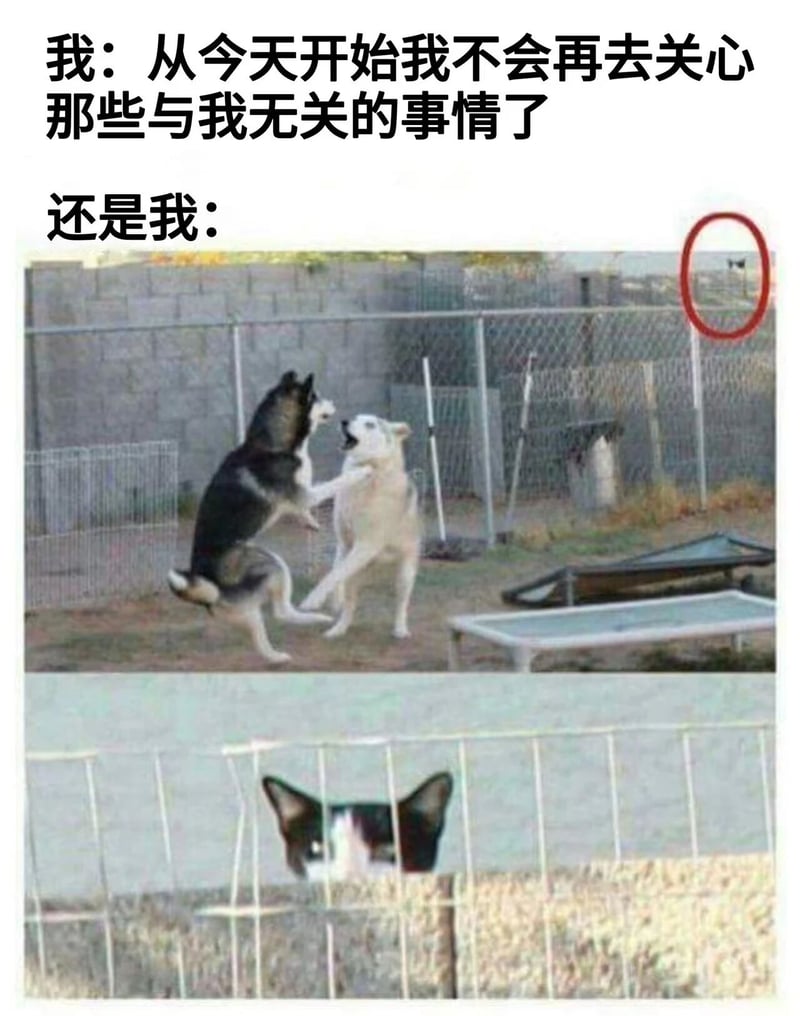 白色犬