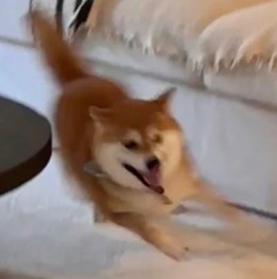图片中是一只棕色的柴犬在白色沙发上兴奋地奔跑，身体呈现动态，嘴巴张开，舌头微露，尾巴高高翘起，眼神充满活力，背景为白色沙发和浅色靠垫，整体氛围活泼欢快。