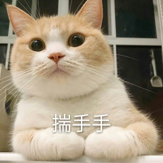 橘白猫揣手手萌照
