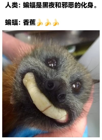 这张梗图通过幽默对比展现了人类对蝙蝠的刻板印象与蝙蝠真实关注点的反差。图片上方文字显示"人类: 蝙蝠是黑夜和邪恶的化身。"，而下方对应"蝙蝠: 香蕉🍌🍌🍌"。图片主体是一只被人捧在手心的蝙蝠特写，它嘴里含着一块黄色物体，看起来像是香蕉，表情显得十分满足和开心，形成了有趣的视觉笑点。