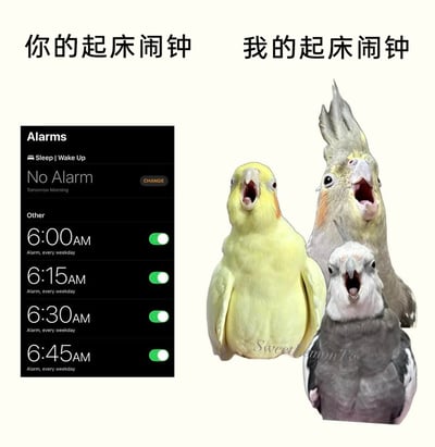这是一张左右对比的搞笑梗图，左侧呈现的是普通用户的手机闹钟设置界面，在工作日时段设置了从6:00AM到6:45AM的四个间隔15分钟的闹钟；右侧则是三只张大嘴巴、正处于大声鸣叫状态的玄凤鹦鹉，对应图上方标注的“我的起床闹钟”。该图通过趣味对比，生动调侃了养玄凤鹦鹉的人的日常——清晨鹦鹉的鸣叫就是天然的“起床闹钟”，和人工设置的闹钟形成鲜明反差，体现了养宠物带来的独特生活体验，充满趣味性，能引发养宠人士的共鸣。