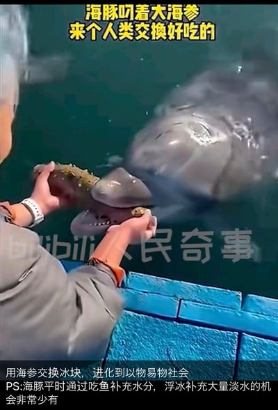 这是一段趣味视频的截图，画面里一只海豚在水池中叼着大海参，凑到岸边和人类进行“以物易物”的互动，人类手持物品（推测是冰块或零食）配合海豚的动作。配文调侃海豚“进化到以物易物社会”，还附带科普说明：海豚平时靠吃鱼补充水分，很少有机会通过浮冰获取大量淡水。整个场景既展现了海豚的聪明可爱，又传递了小科普知识，充满治愈感和趣味性。
