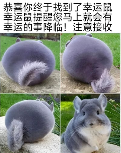 这是一张四格拼接的萌宠图片，主角是一只毛茸茸的灰色龙猫（被称为“幸运鼠”）。前三格分别从不同角度拍摄了龙猫蜷缩成球状的背影，蓬松的尾巴格外显眼；最后一格则是龙猫转过头露出正面的萌态，黑亮的眼睛和白色的下巴十分可爱。图片顶部配有文字：“恭喜你终于找到了幸运鼠 幸运鼠提醒您马上就会有幸运的事降临！注意接收”，整体传递出温馨治愈的好运祝福氛围。