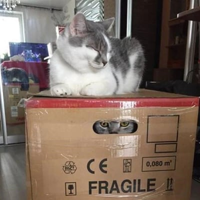 图片中，一只灰白相间的猫咪正慵懒地趴在一个标有“FRAGILE”（易碎）字样的纸箱顶部，双眼微闭，神情放松。而在纸箱的提手孔处，另一只猫咪正悄悄探出两只眼睛，好奇地向外张望，形成了一幅有趣又温馨的画面。背景中可以看到室内环境，有鱼缸和家具，增添了生活气息。