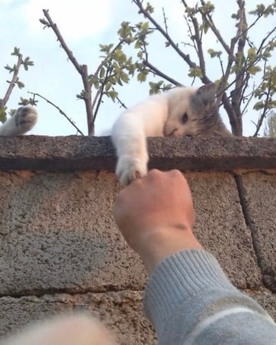 一只灰白相间的猫咪趴在石墙顶端，身体大部分趴在墙沿，头部微微低垂，一只前爪自然垂下。墙下有一只穿着灰色毛衣的人类手掌正向上伸出，轻轻触碰猫咪垂下的爪子，形成类似“握手”的温馨互动。背景是初春的树枝，稀疏的枝条上冒出嫩绿的新芽，天空呈现淡淡的蓝色，整体画面充满治愈感和人与动物间的温情。