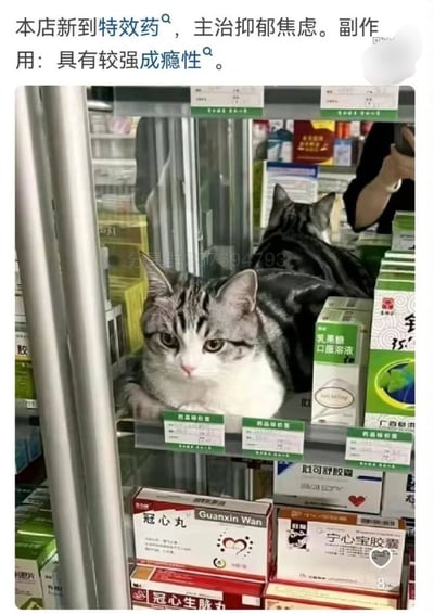 这张图呈现了一个药店的货架场景，一只表情慵懒倦怠的美国短毛猫趴在摆满各类药品（如冠心丸、宁心宝胶囊、乳果糖口服溶液等）的玻璃货架上。图片上方配有趣味文字：“本店新到特效药，主治抑郁焦虑。副作用：具有较强成瘾性。”
这是一种幽默的拟人化调侃，因为可爱的猫咪能给人带来治愈感，有效缓解抑郁焦虑情绪，而“较强成瘾性”则是指人们会忍不住被猫咪的可爱特质吸引，沉迷于撸猫的快乐，十分贴合当下大众喜欢“吸猫”的心理。