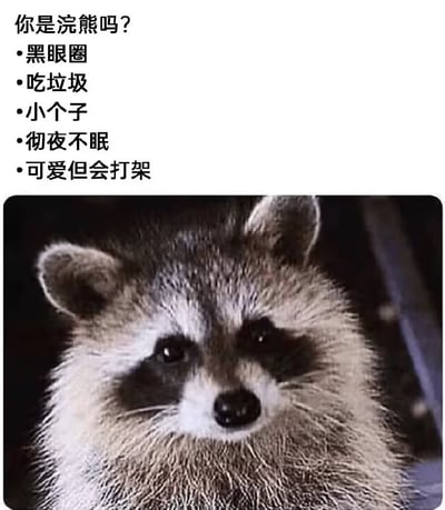 图片上方为文字内容“你是浣熊吗？”，下方列出浣熊的典型特征：黑眼圈、吃垃圾、小个子、彻夜不眠、可爱但会打架。文字下方是一张浣熊的特写照片，浣熊有着明显的黑眼圈，毛发呈灰黑色，正直视镜头，表情呆萌。整体通过文字列举特征与下方浣熊照片形成幽默对比，调侃具有类似特质的人或事物。
