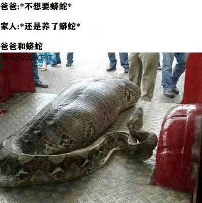 这是一张图文混排的搞笑梗图，上方设置了三段文字内容来铺垫剧情：第一段是爸爸的态度“*不想要蟒蛇*”，明确表达出爸爸抗拒家里饲养蟒蛇的想法；第二段是家人的行为“*还是养了蟒蛇*”，体现出家人没有遵从爸爸的意愿，坚持饲养了蟒蛇；第三段“爸爸和蟒蛇”作为过渡，引出下方的图片内容。下方的图片里，一条体型庞大的蟒蛇将一个人形物体完全包裹在自己的身体之中，只露出蛇头部分，视觉上营造出爸爸被蟒蛇“容纳”其中的效果，通过文字里爸爸抗拒养蛇，到图片里爸爸和蟒蛇以这种滑稽的方式“共处”的强烈反差，制造出荒诞搞笑的幽默效果，调侃家庭中意见被忽视后的夸张结局。