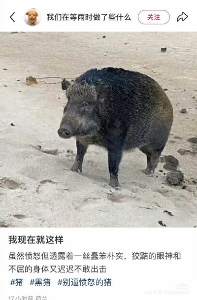 这是一张社交媒体截图类梗图，顶部显示原发布者账号“我们在等雨时做了些什么”的信息栏，主体画面是一只通体黑毛的野猪站在布满脚印的沙地上，直视镜头方向，下方搭配文案描述该野猪的状态“我现在就这样，虽然愤怒但透露着一丝蠢笨朴实，狡黠的眼神和不屈的身体又迟迟不敢出击”，还附带#猪、#黑猪、#别逼愤怒的猪三个话题标签，底部标注内容发布于17小时前，发布地点为荷兰，右下角带有小红书水印。该图用黑野猪的状态隐喻人在生活中遭遇不满时，敢怒不敢言、表面不服却不敢实际行动的怂怂状态，容易引发网友情绪共鸣。
