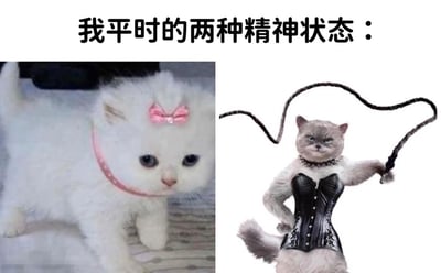 一张展示两种对比精神状态的梗图。上方文字为“我平时的两种精神状态：”，下方左侧是一只戴着粉色蝴蝶结和项圈的白色小猫，眼神无辜，姿态软萌；右侧是一只拟人化的灰色猫咪，身着黑色紧身衣，手持鞭子，表情凶狠，姿态霸气。通过两只猫咪的强烈反差，幽默地表现了日常中两种极端的精神状态。