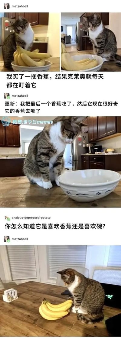 这是一组记录猫咪克莱奥与香蕉的搞笑日常的多图拼接梗图。首图中，克莱奥正专注地盯着碗里的一捆香蕉；次图延续其紧盯香蕉的状态；第三图展示香蕉被吃完后，克莱奥低头困惑地查看空碗；第四图则是网友评论“你怎么知道它是喜欢香蕉还是喜欢碗？”引发的趣味互动，最后一图猫咪又对着香蕉（可能是新放的）进行观察。整体通过猫咪从紧盯香蕉到面对空碗的困惑表情，展现了宠物的可爱与搞笑瞬间。