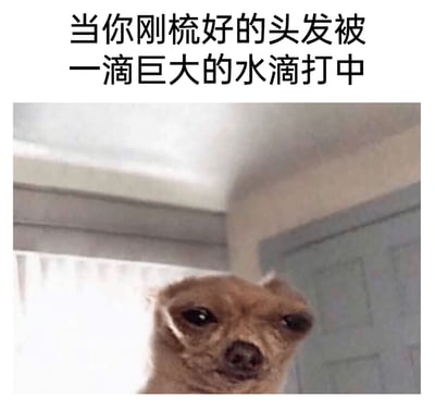 这是一张用于抒发日常小情绪的搞笑表情包，图片上方配有文字“当你刚梳好的头发被一滴巨大的水滴打中”，下方是一只吉娃娃的特写镜头，这只吉娃娃的头顶呈现出被挤压变形的状态，它的眼神委屈又带着崩溃感，完美还原了人们在精心打理好发型后，却被意外的水滴破坏发型时的无奈、烦躁又崩溃的心情，通过动物的搞笑状态来共情生活中的小糟心事，生动又有趣，很容易引发共鸣。