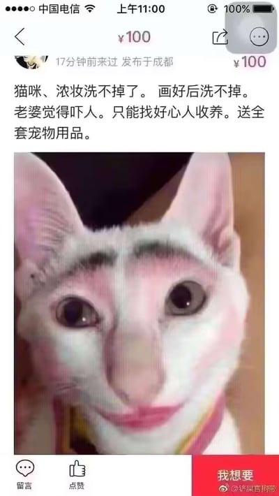 这是一张社交媒体平台的送养类截图，发布者标注100元发布送养信息，称给猫咪画的浓妆洗不掉，老婆觉得吓人，因此寻找好心人收养并附赠全套宠物用品。配图是一只被P上粗眉毛和口红的无毛猫，人类妆容和猫咪本身的样子结合，制造出滑稽搞笑的荒诞效果，属于网友自制的玩梗内容，并非真实的送养信息。