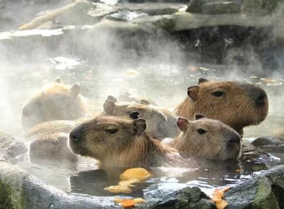 几只水豚惬意地浸泡在冒着热气的温泉水中，水面氤氲着白色的雾气，周围环绕着湿润的岩石。水豚们或抬头望向一侧，或半眯着眼，神情十分放松，水中还漂浮着几颗黄色的水果，整体画面温暖治愈，充满自然的闲适感。