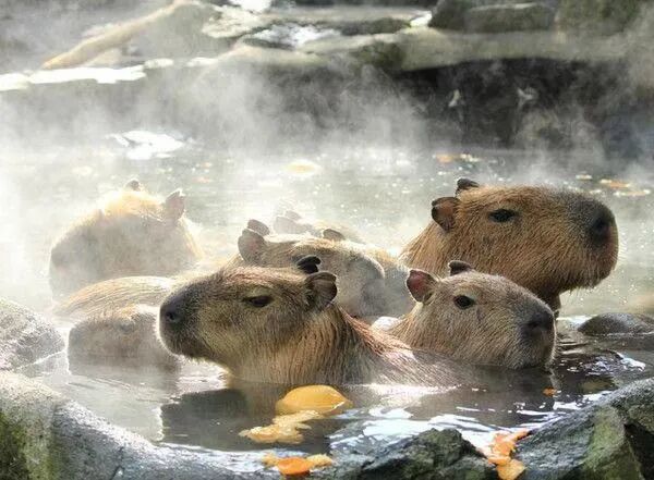 水豚