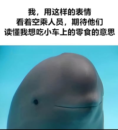 图片上半部分为黑色文字：'我，用这样的表情看着空乘人员，期待他们读懂我想吃小车上的零食的意思'。下半部分是一张白鲸的特写照片，白鲸有着光滑的额头、小巧的眼睛和微微上扬的嘴角，表情平静中带着一丝期待，仿佛正用这样的神情注视着空乘人员，希望对方能理解自己想吃零食的想法。整体通过动物表情与人类心理活动的结合，营造出幽默搞笑的效果。
