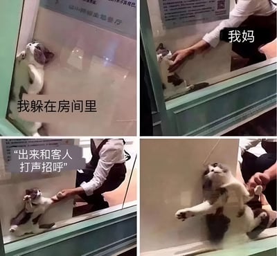 四宫格图片展示了一只猫咪躲在玻璃展示柜里，被妈妈强行拉出来见客人的搞笑过程。第一格猫咪蜷缩在柜子里，配文"我躲在房间里"；第二格一只手伸向猫咪，标注"我妈"；第三格手抓住猫爪往外拉，配文"出来和客人打声招呼"；第四格猫咪被拽得四脚朝天。通过猫咪的抗拒和妈妈的坚持形成幽默对比，生动展现了家庭中不愿社交的孩子被家长强迫见客的常见情景。