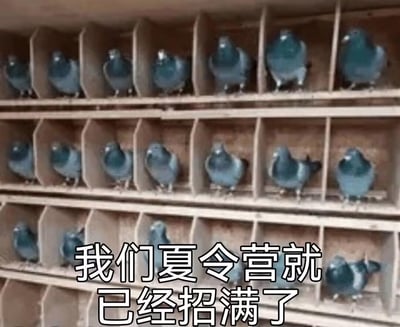 图片展示了三层排列整齐的鸽舍，每个隔间里都站着一只鸽子，画面下方配有文字“我们夏令营就已经招满了”。这里运用了“放鸽子”的谐音梗，用满棚的鸽子幽默调侃夏令营名额被“鸽子”（指报名后爽约的人）占满，吐槽活动报名中大量放鸽子的现象。