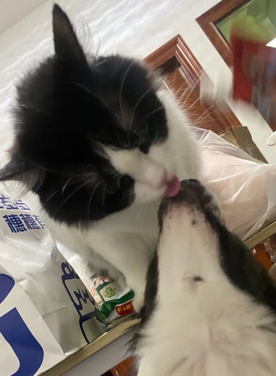 室内环境中，两只黑白相间的猫咪正在亲密互动。一只猫正伸出舌头舔舐另一只猫的脸部，展现出猫咪之间常见的梳理行为和亲密关系。背景中可以看到一个印有'穗穗'字样的塑料袋和一个标有'Qi Bao'的绿色小包装，周围还有木质家具和门框，营造出温馨的家庭氛围。