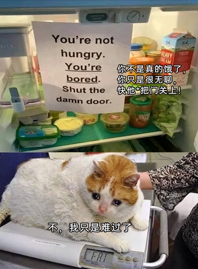这是一张上下拼接的搞笑梗图，上半部分呈现了打开的冰箱内部，冰箱里贴着一张英文吐槽标语，被翻译成接地气的中文：“你不是真的饿了，你只是很无聊，快他*把门关上！”，用来调侃那些因无聊反复开冰箱寻觅食物的行为；下半部分是一只白橘相间的胖猫，正委屈地趴在电子体重秤上，秤的显示屏显示着英文“FAT”（意为肥胖），搭配配文“不，我只是难过了”，与上半部分的标语形成趣味反差，戳破了胖猫嘴馋找借口的小心思，用幽默的方式展现了嘴馋却又在意体重的纠结日常，容易引发网友共鸣。