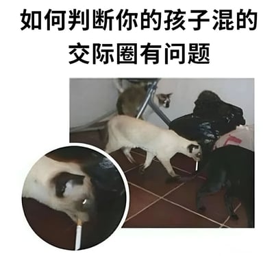 图片上方有黑色大字标题“如何判断你的孩子混的交际圈有问题”，下方是一张实拍照片。照片中展示了两只猫：一只暹罗猫和一只黑猫，它们站在铺有棕色瓷砖的地面上。暹罗猫嘴里叼着一根白色物体（形似香烟），旁边的黑猫似乎在注视着它。图片左下角有一个圆形特写框，放大了暹罗猫叼着“香烟”的面部细节。该梗图通过将猫咪拟人化，模拟“不良社交行为”（叼烟），以幽默夸张的方式调侃家长对孩子社交圈的担忧，形成可爱动物与严肃主题的反差萌笑点。