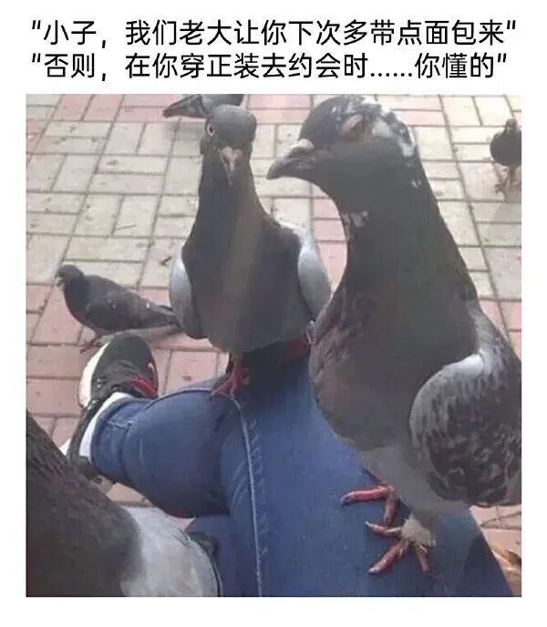 鸽子