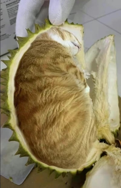 这张照片中，一只橘白相间的猫咪将身体紧紧蜷缩在被切开的榴莲壳内部，正睡得十分安详，仅露出一小片白色的脸部区域。猫咪的姿态与榴莲果肉的形态意外契合，仿佛这是一个“长了猫的榴莲”，旁边戴着白色手套的手正扶着榴莲壳的边缘，画面充满可爱治愈的氛围，没有双关、谐音梗或暗示内容。