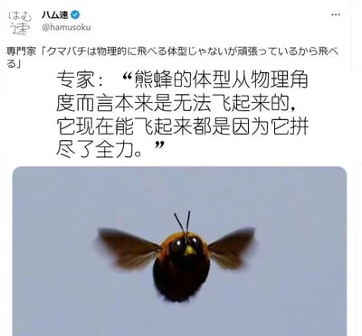这是一张包含文字和图片的梗图。上方是Twitter用户@hamusoku的推文截图，内容为专家关于熊蜂飞行的评论，配有日文原文和中文翻译：“专家：‘熊蜂的体型从物理角度而言本来是无法飞起来的，它现在能飞起来都是因为它拼尽了全力。’”下方是一张熊蜂正在飞行的照片，蜜蜂身体呈黑黄色，翅膀快速振动，背景为浅蓝色。图片通过专家看似矛盾的科学结论与熊蜂实际飞行的画面形成对比，传达出一种“尽管看似不可能但通过努力实现目标”的励志意味。